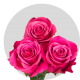 Hot Pink Gotcha Roses 50-60 cm