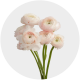 Flowers Ranunculus Light Pink