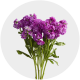 Flowers Stock Purple