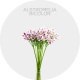 Flowers Alstroemeria Lavender / White Bicolor (10 St bunch)