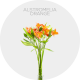 Flowers Alstroemeria Orange