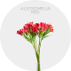 Flowers Alstroemeria Red
