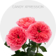 Pink Candy Xpression Garden Roses 40-60 cm