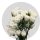 Flowers White Carnations