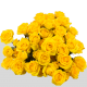 Spray Yellow Baby 40-60 cm (10 St bunch)---