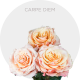 Peach Carpe Diem Roses 40-60 cm