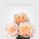 Box Peach Carpe Diem Roses 50 cm (100 St)