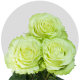 Box Green Garden Lemonade Roses 50 cm (100 St)