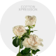 White Cotton X-Pression Roses 40-50 cm