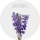 Flowers Delphinium Elatum Dark Purple