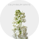 Flower's Delphinium Elatum White 50-60 cm (250 St)