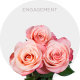 Coral Engagement Roses 50-70 cm