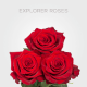Box Red Explorer Roses 70 cm (175 St)