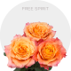 Free Spirit Roses autumn garden-style petals, 40-60 cm stems, available in solid boxes and bunches, premium farm-direct roses from Bellevue Roses