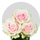 Light Pink Frutteto Roses  (40-50 cm)