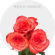 Orange High & Orange Roses 50 cm