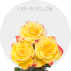 High & Yellow Flame Bicolor Roses 40-60 cm