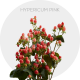 Hypericum Magical Cherry