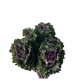 Box Flowers Kale (80 St)