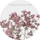 Flowers Limonium Oshi Pink