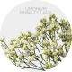 Box Flowers Limonium White/Yellow (130 St)
