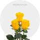 Box Yellow Momentum 70 cm (175 St)