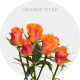 Box Spray Orange Star 40 cm (100 St)