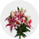 Flowers Oriental Lily White