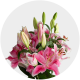 Flowers Oriental Lily Light Pink 