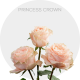 Princess Crown Roses – Elegant Pink Farm-Direct Flowers