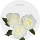 White Proud Roses 40-60 cm