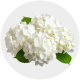 Flowers White Hydrangea