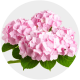 Flowers Pink Hydrangea