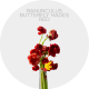 Flowers Ranunculus Red Butterfly Hades