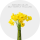 Flowers Ranunculus Butterfly Yellow