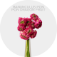 Ranunculus Pon Pon Dragon