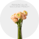 Ranunculus Peach