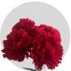 Flowers Carnations