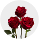 Red Panther Roses 40-60 cm