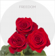 Box Red Freedom Roses 50 cm (100 St)