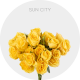 Yellow Spray Sun City 40-60 cm