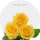Box Yellow Super Sun Roses 50 cm (100 St)