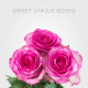 Box Pink Sweet Unique Roses 50 cm (100 St)