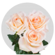 Peach Tiffany Roses 40-60 cm