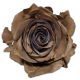 Box Tinted Brown Roses 50 cm (100 St)