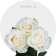 Fresh Cut Vendela White Roses