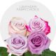 Box Assorted Lavender 50 cm (100 stems)