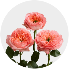 Orange Mandarin X-Pression 40-60 cm