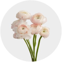 Flowers Ranunculus Light Pink