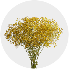 Flowers Baby Breath Xlence Tinted Yellow